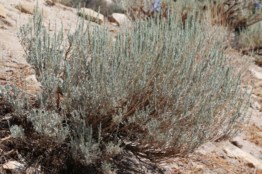 Nevada State Flower - Sagebrush (Artemisia tridentata)