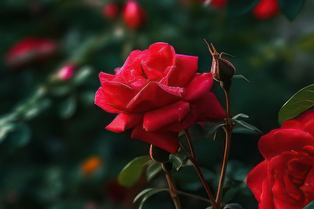 New York State Flower - Rose (Rosa)