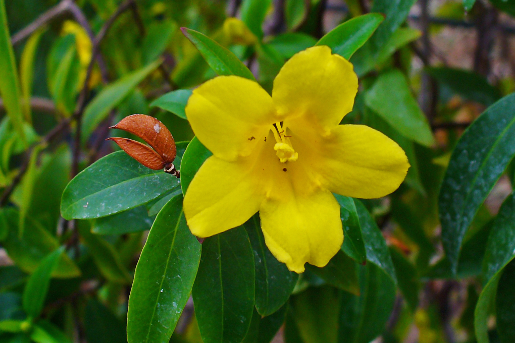South Carolina State Flower - Yellow Jessamine (Gelsemium sempervirens)