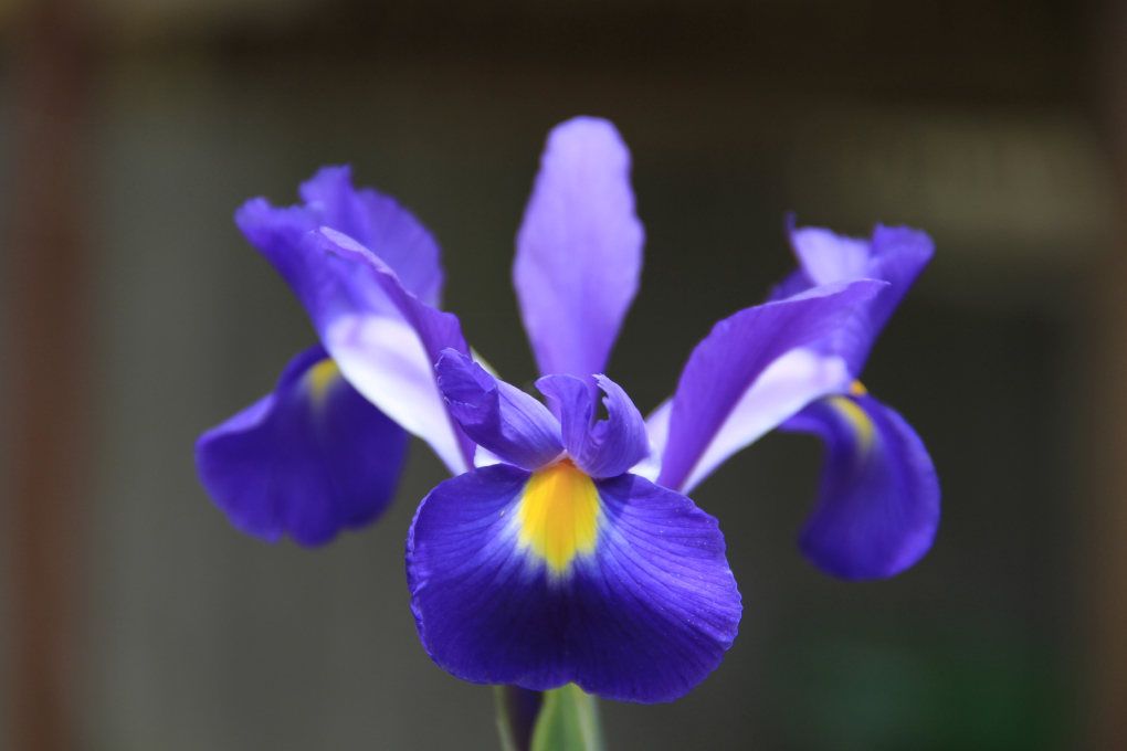 Tennessee State Flower - Iris (Iris)