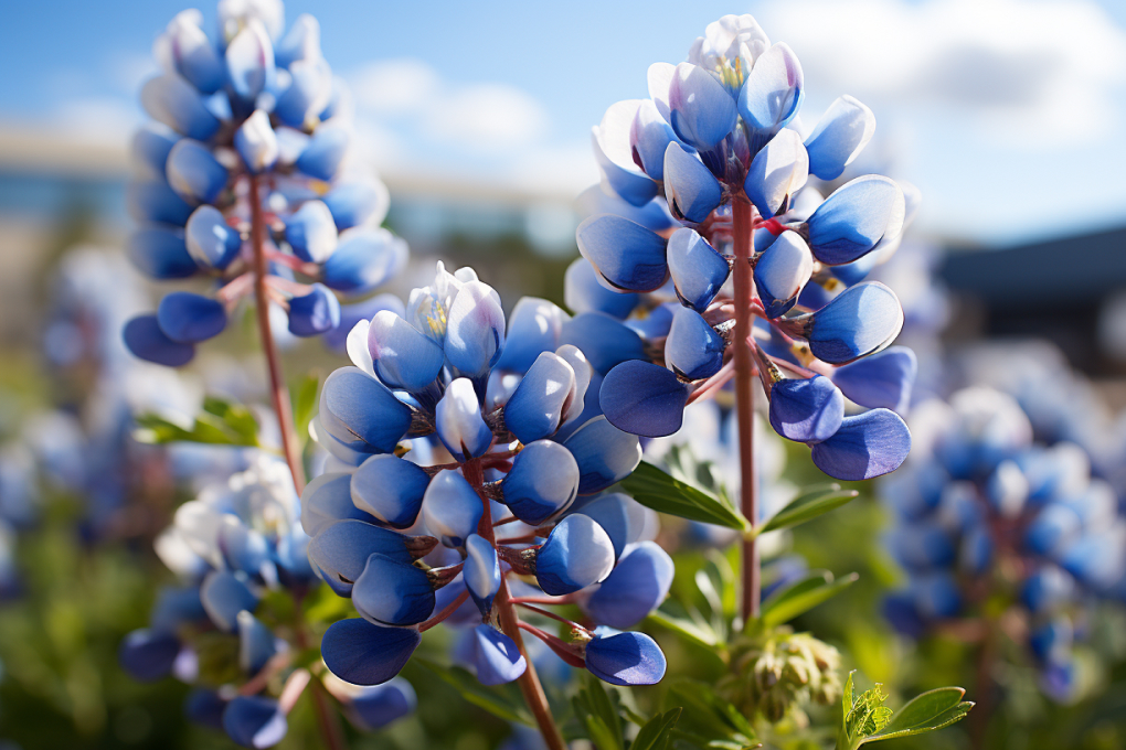 Texas State Flower - Bluebonnet (Lupinus texensis)