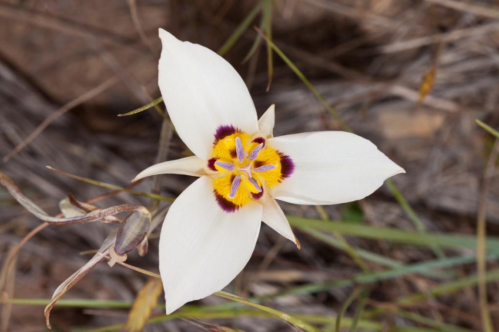 Utah State Flower - Sego Lily (Calochortus nuttallii)
