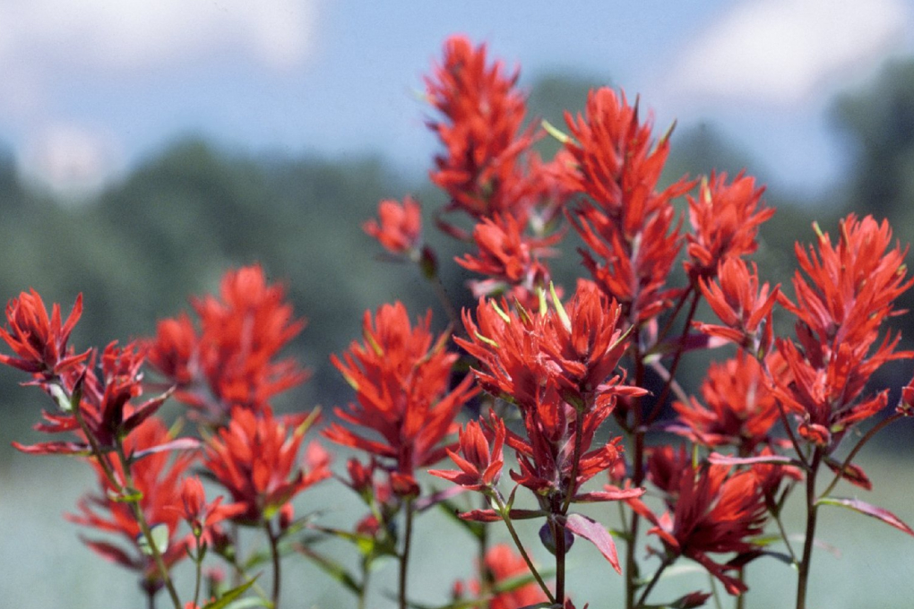 Wyoming State Flower - Indian Paintbrush (Castilleja linariifolia)
