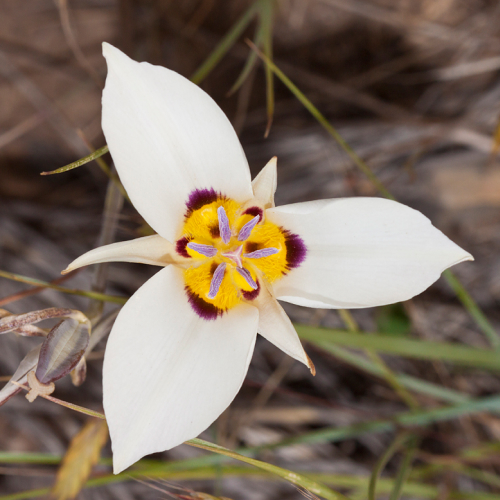 State Flower of Utah