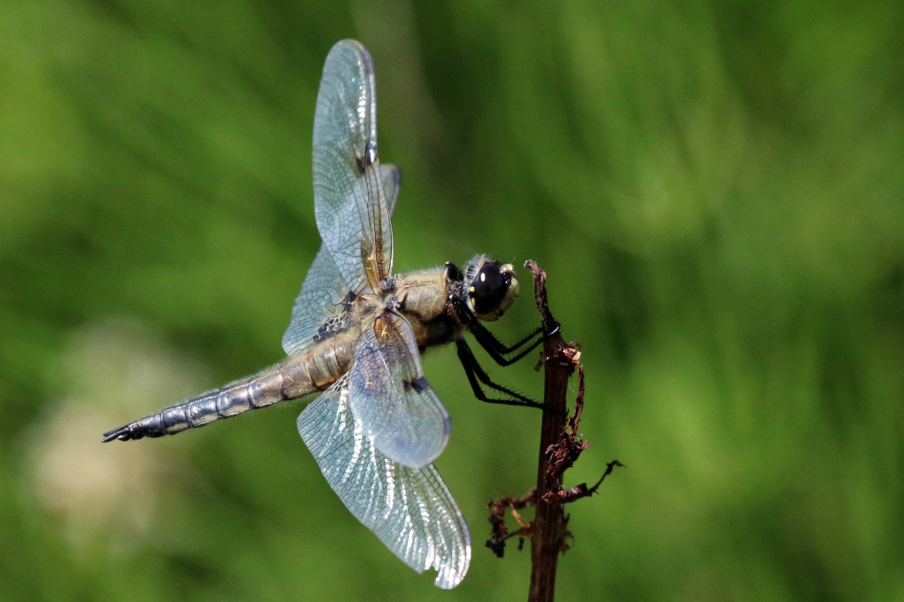 Alaska State Insect - Four-spot Skimmer Dragonfly