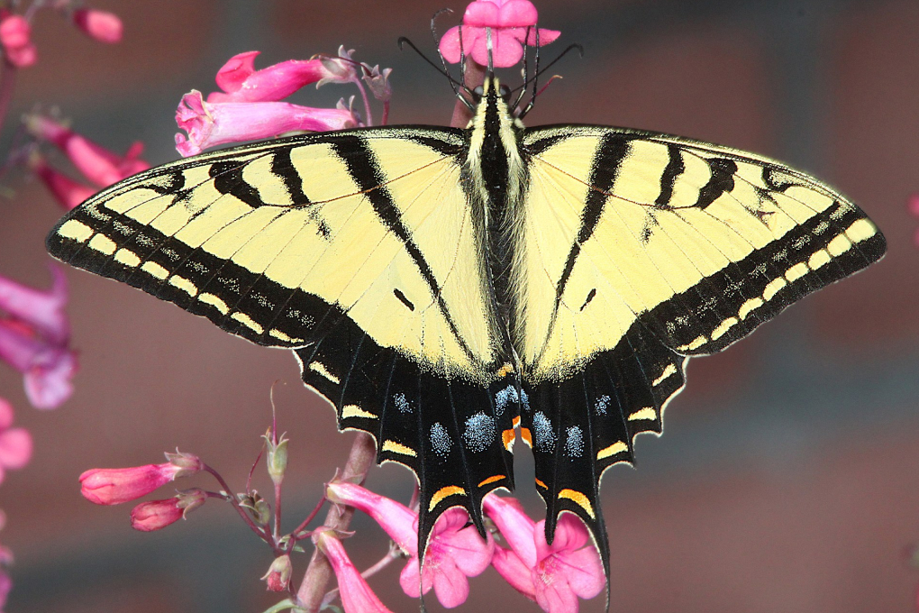 Arizona State Insect - Two-tailed Swallowtail Butterfly
