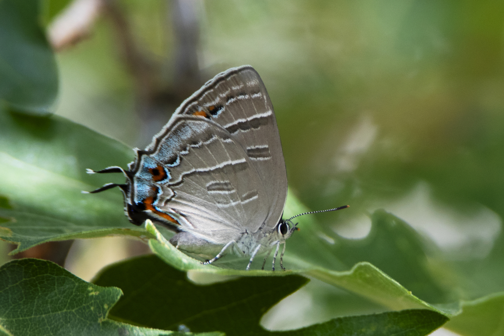 Colorado State Insect - Colorado Hairstreak Butterfly