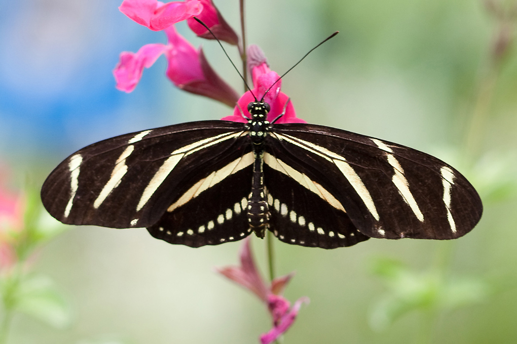 Florida State Insect - Zebra Longwing Butterfly
