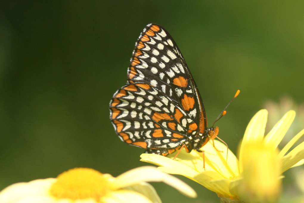 Maryland State Insect - Baltimore Checkerspot Butterfly