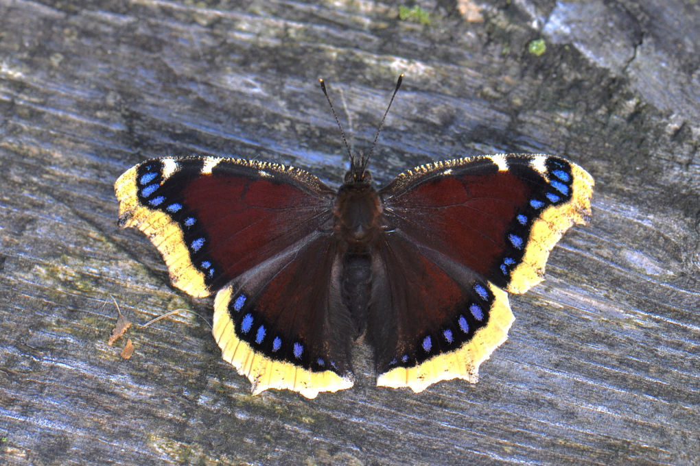 Montana State Insect - Mourning Cloak
