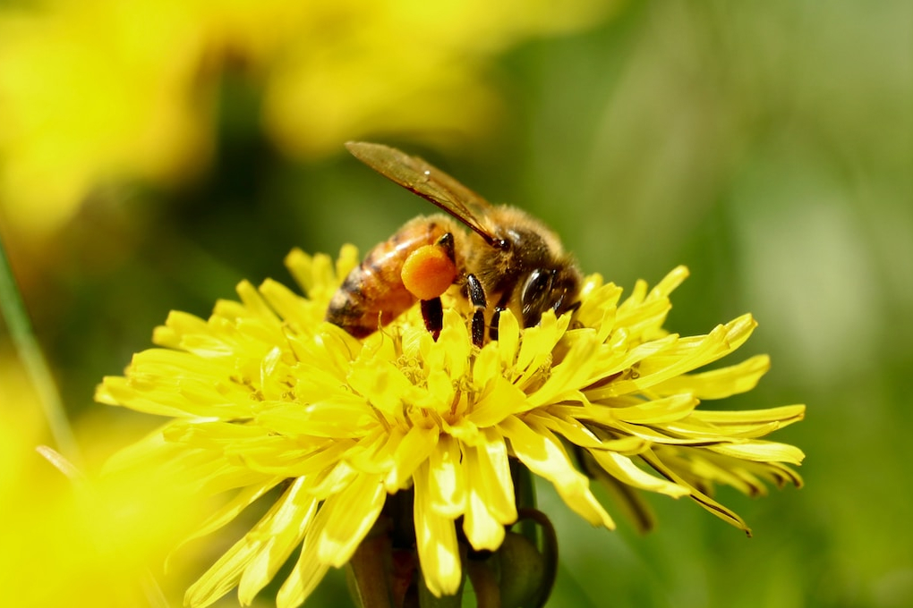 North Carolina State Insect - Honey Bee