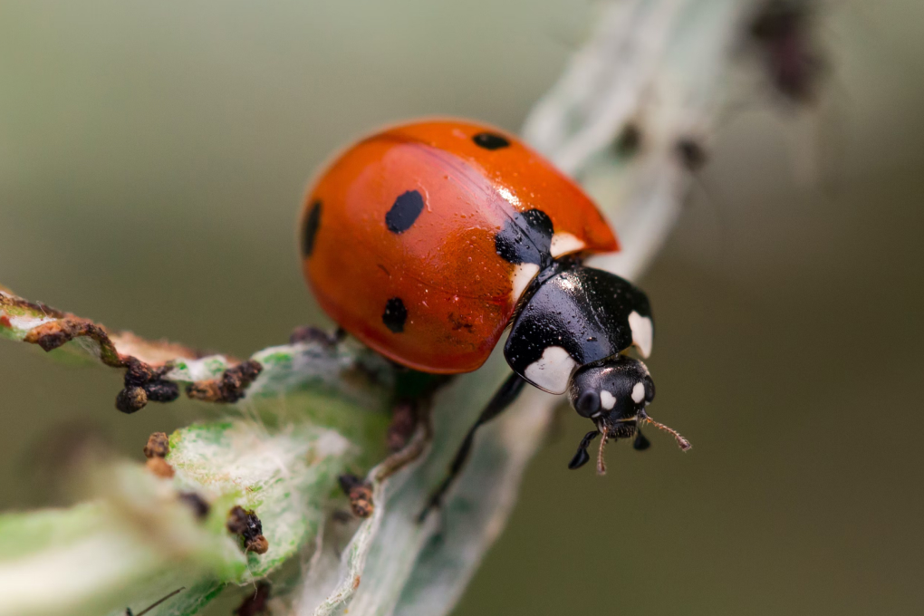 North Dakota State Insect - Ladybug