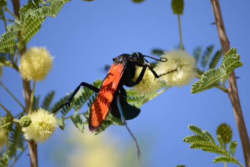 New Mexico State Insect - Tarantula Hawk Wasp