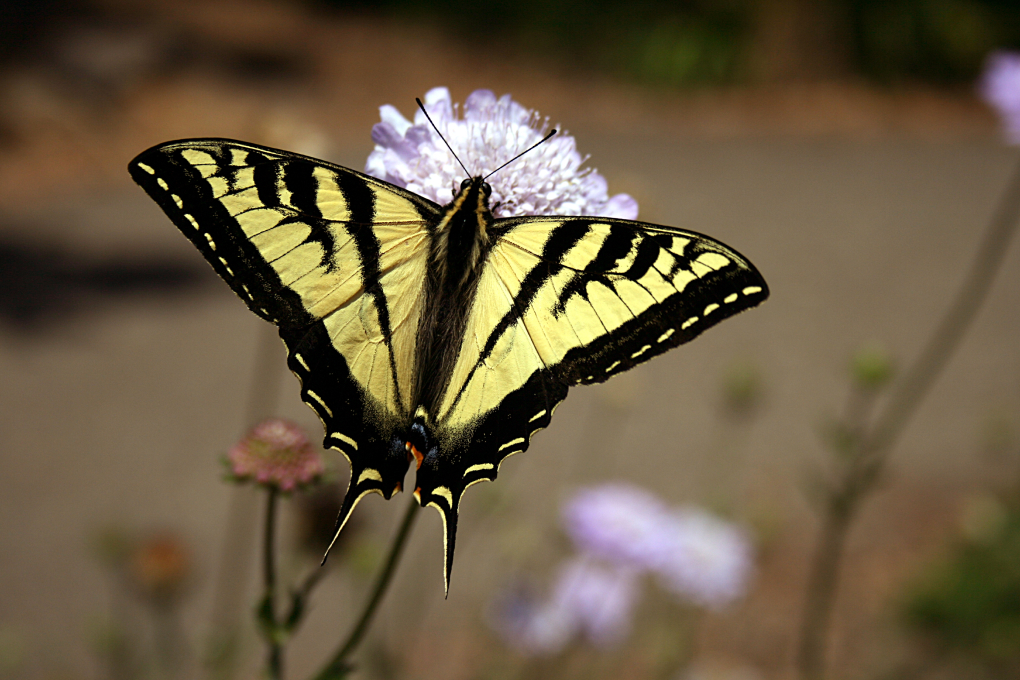 Oregon State Insect - Oregon Swallowtail Butterfly