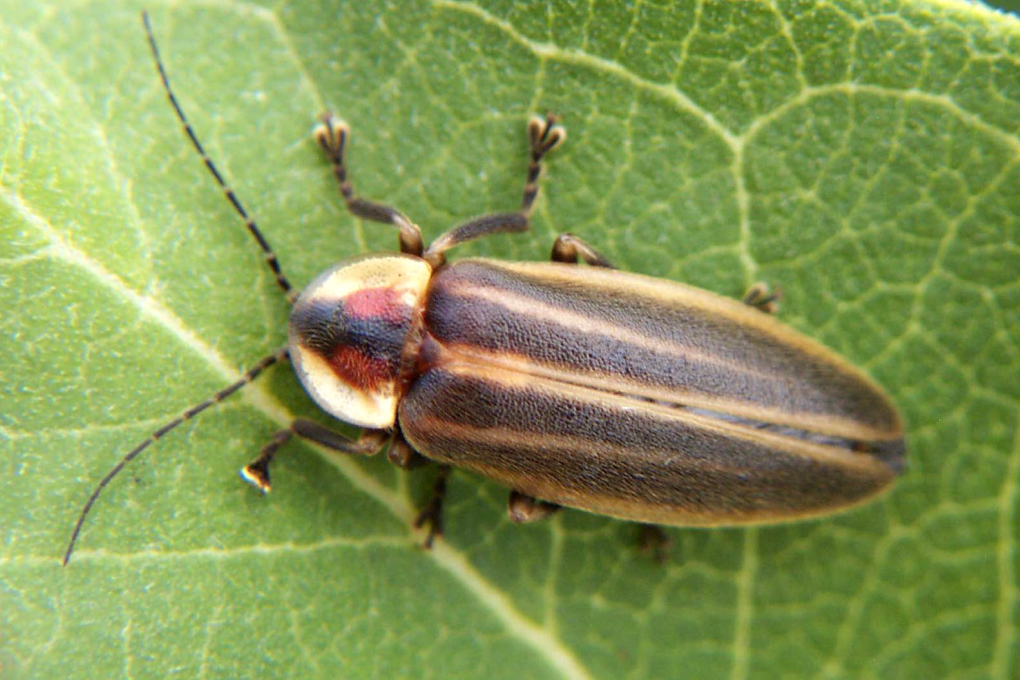 Pennsylvania State Insect - Firefly Beetle