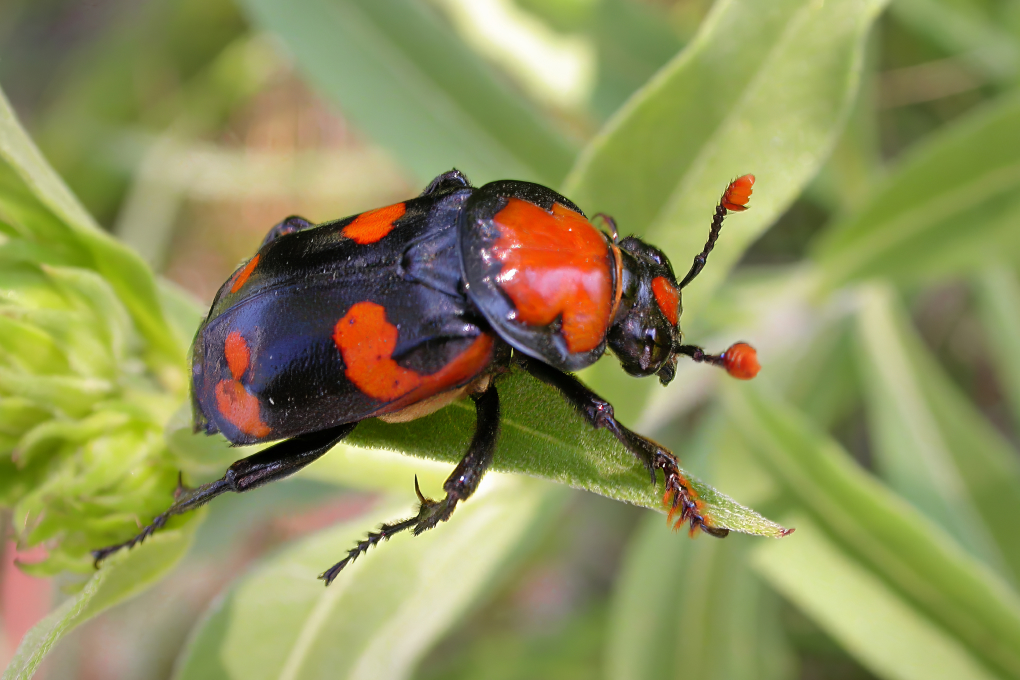 Rhode Island State Insect - American Burying Beetle