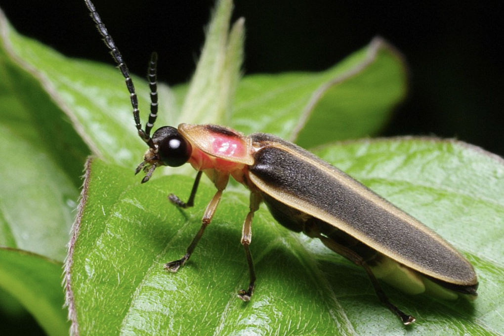 Tennessee State Insect - Firefly Beetle