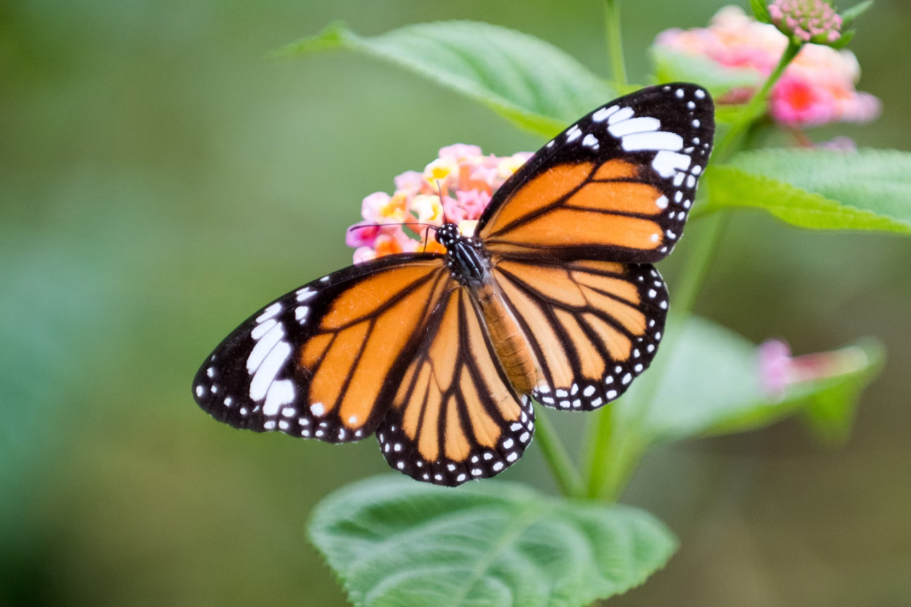 Texas State Insect - Monarch Butterfly