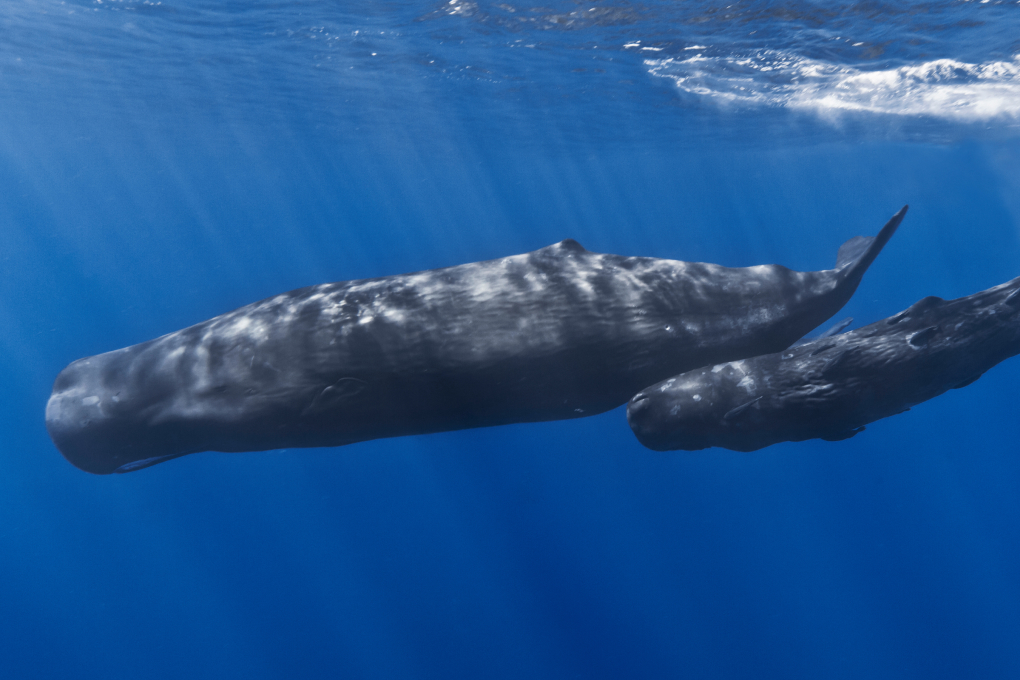 Connecticut State Mammal - Sperm Whale