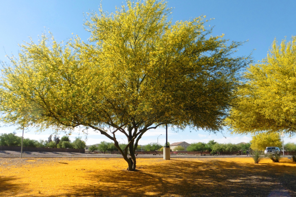 Arizona State Tree - Palo Verde (Parkinsonia florida)