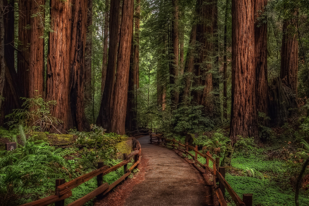 California State Tree - California Redwood (Sequoia sempervirens)