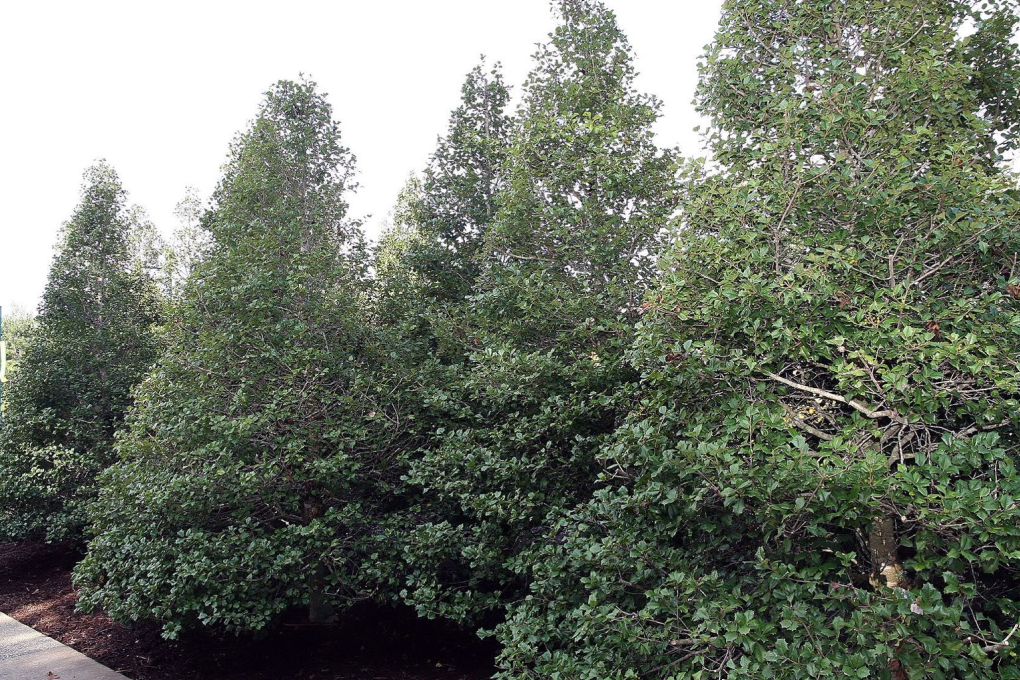 Delaware State Tree - American Holly (Ilex opaca)