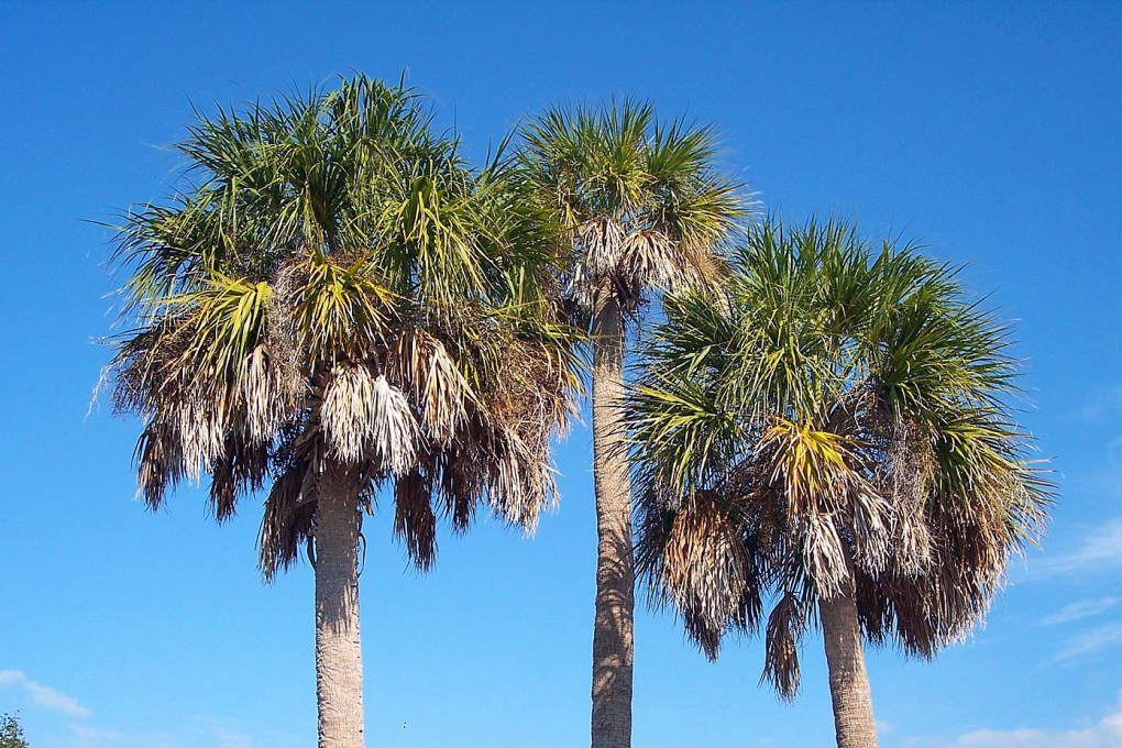 Florida State Tree - Sabal Palm (Sabal palmetto)