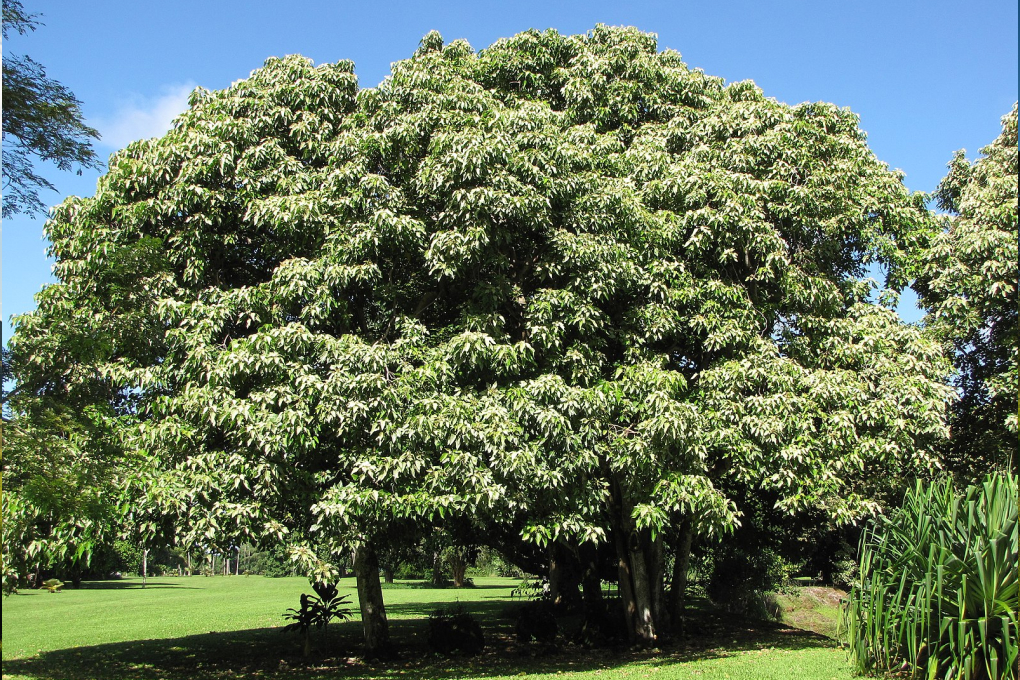 Hawaii State Tree - Kukui (Aleurites moluccanus)