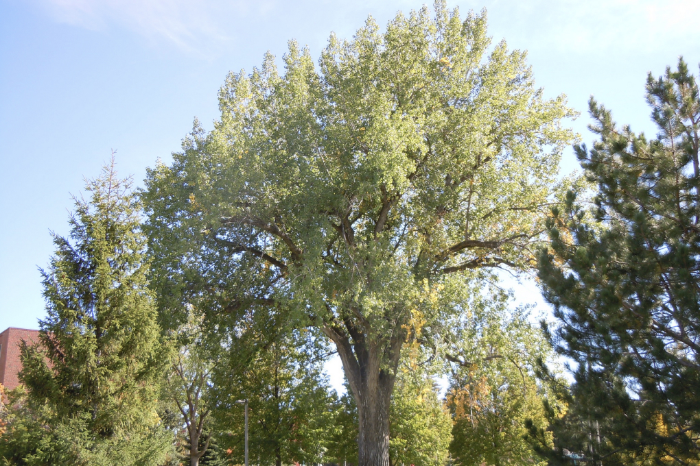 Kansas State Tree - Cottonwood (Populus deltoides)