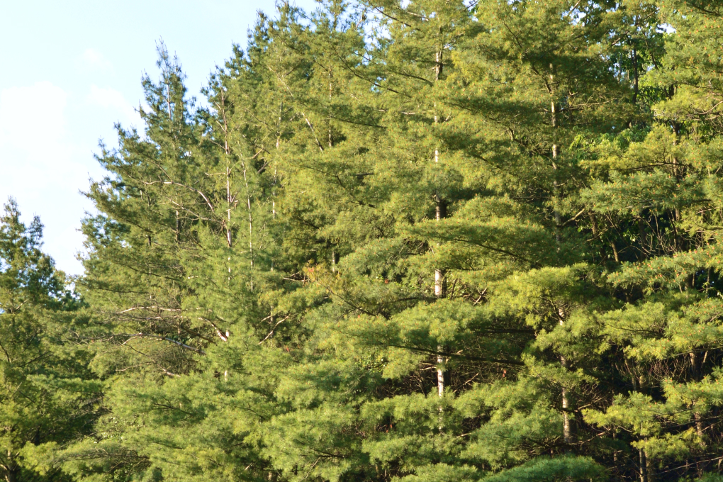 Michigan State Tree - Eastern White Pine (Pinus strobus)
