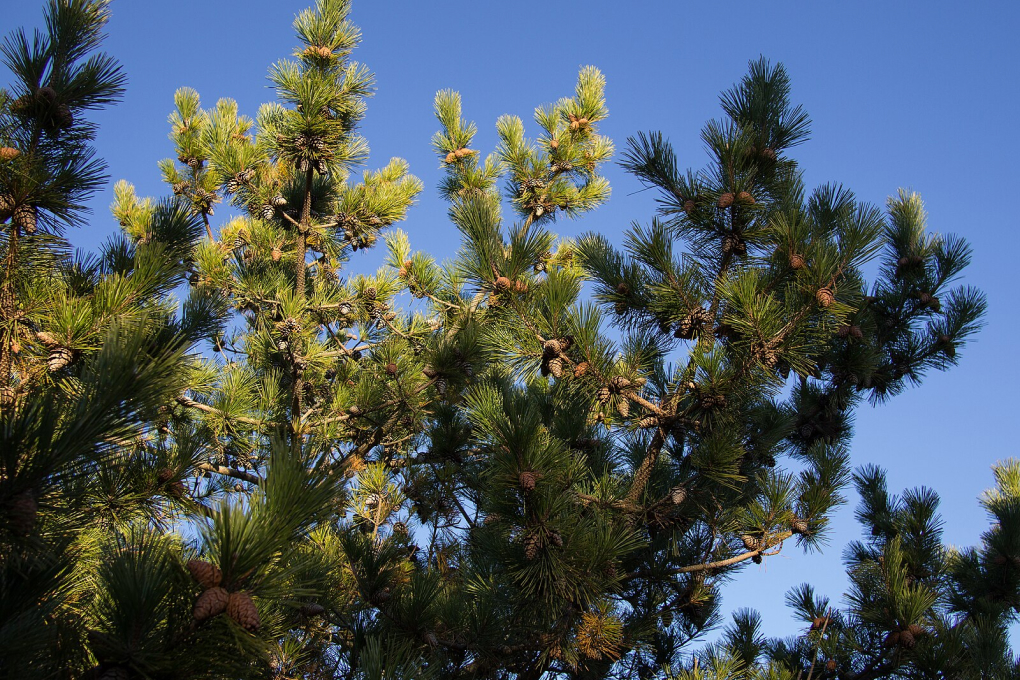 Minnesota State Tree - Red Pine (Pinus resinosa)