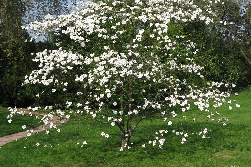 Missouri State Tree - Flowering Dogwood (Cornus florida)