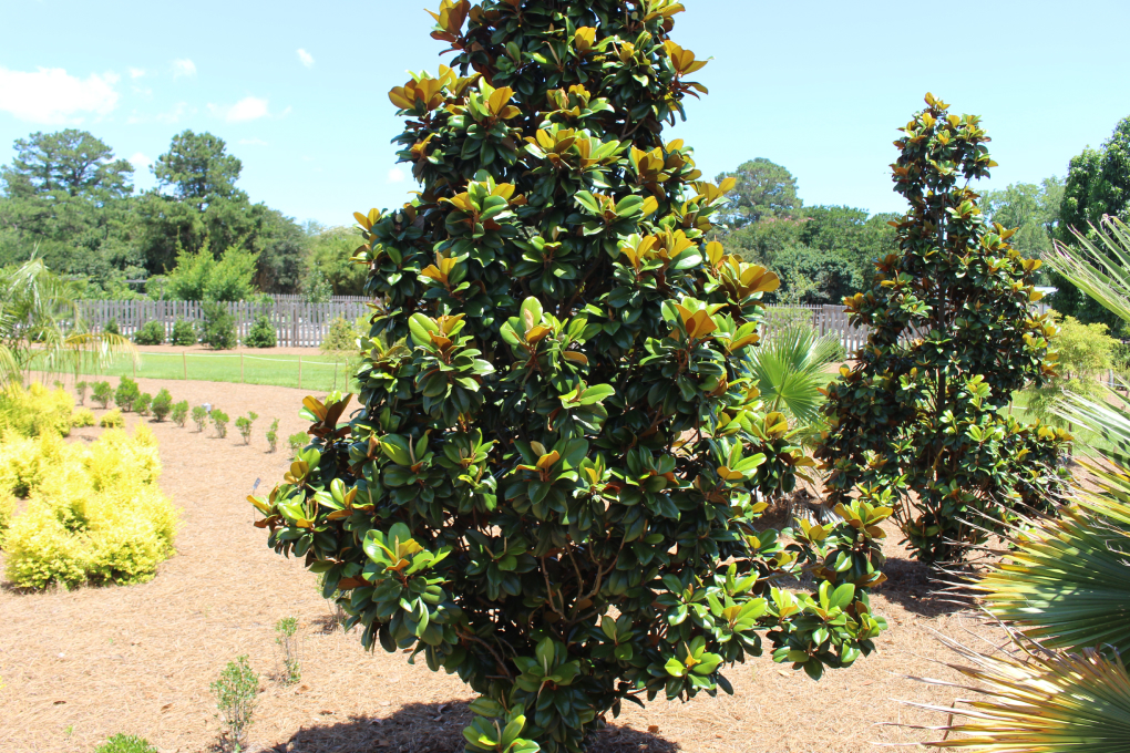 Mississippi State Tree - Southern Magnolia (Magnolia grandiflora)