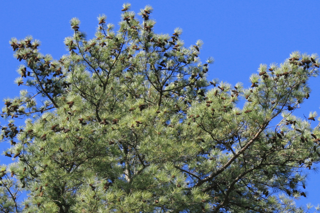 North Carolina State Tree - Pine (Pinus)