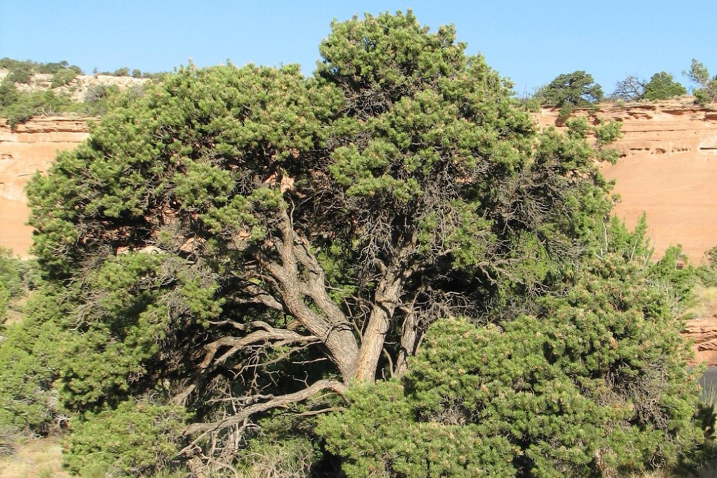 New Mexico State Tree - Pinyon Pine (Pinus edulis)