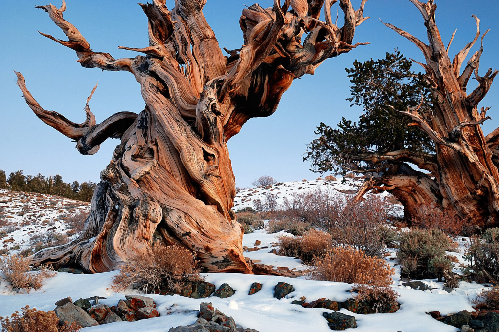 Nevada State Tree - Bristlecone Pine (Pinus longaeva)