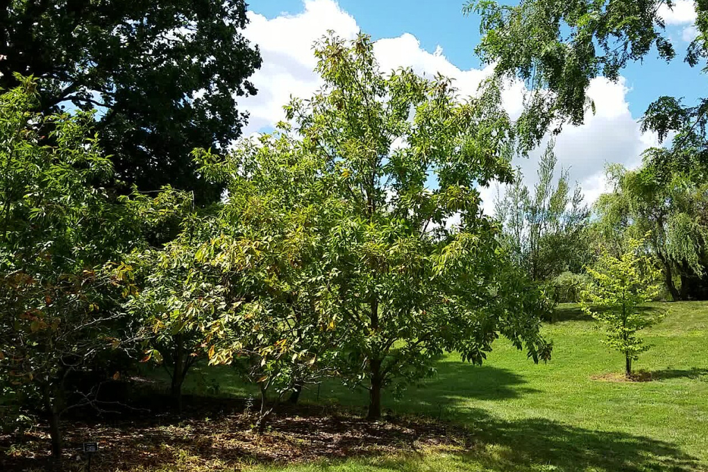 Ohio State Tree - Ohio Buckeye (Aesculus glabra)