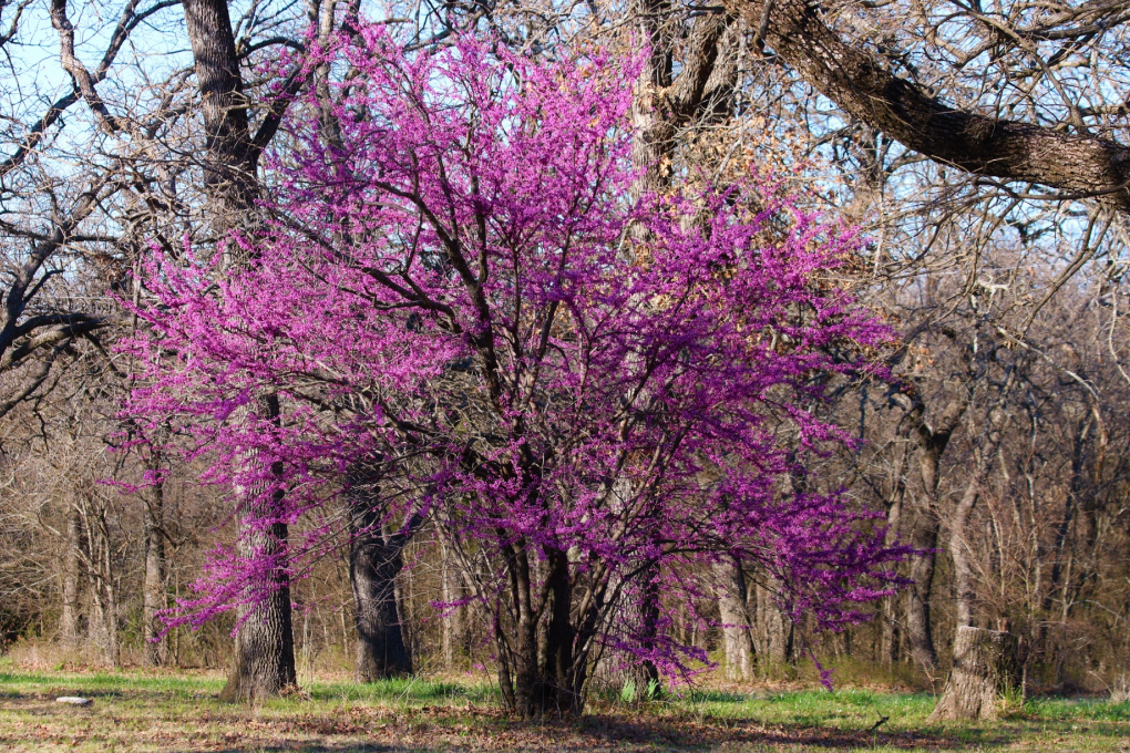 Oklahoma State Tree - Eastern Redbud (Cercis canadensis)