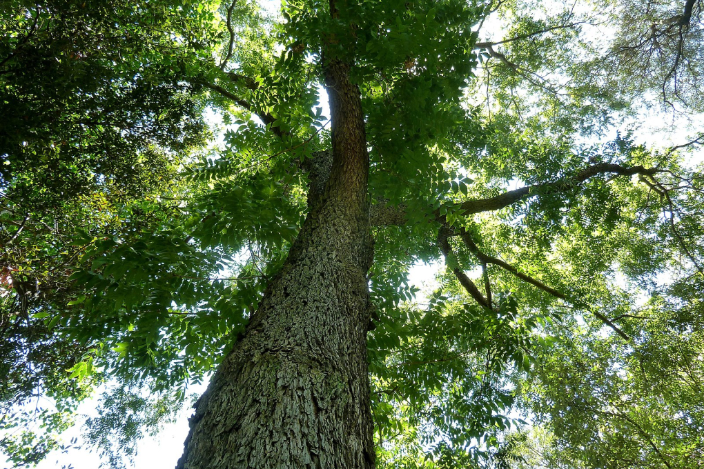 Texas State Tree - Pecan (Carya illinoinensis)