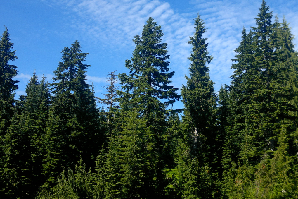 Washington State Tree - Western Hemlock (Tsuga heterophylla)