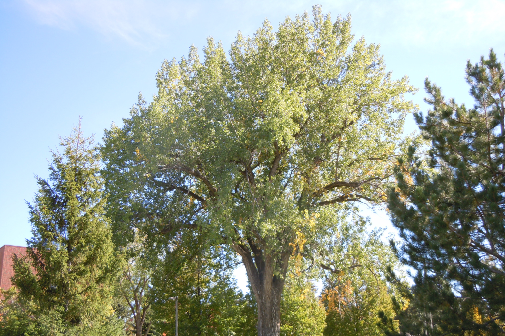 Wyoming State Tree - Plains Cottonwood (Populus deltoides)