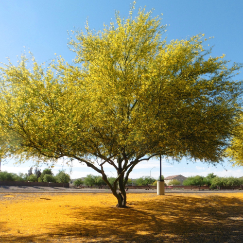 State Tree of Arizona