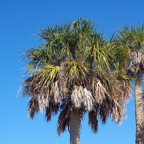 State Tree of Florida