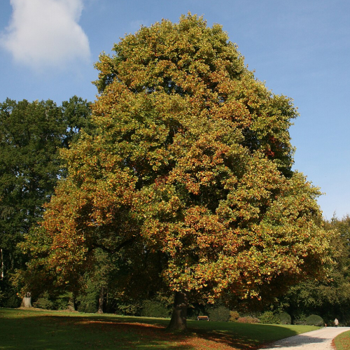 State Tree of Indiana