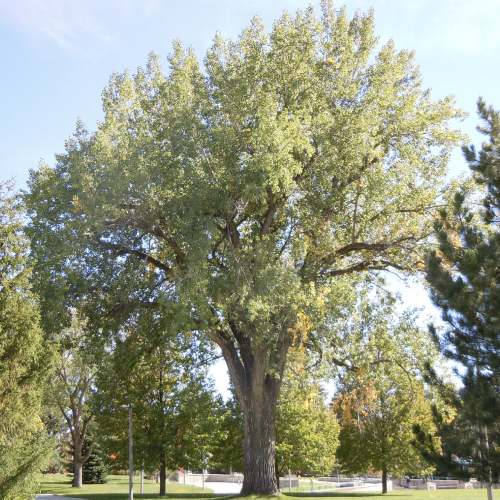 State Tree of Kansas