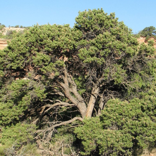 State Tree of New Mexico