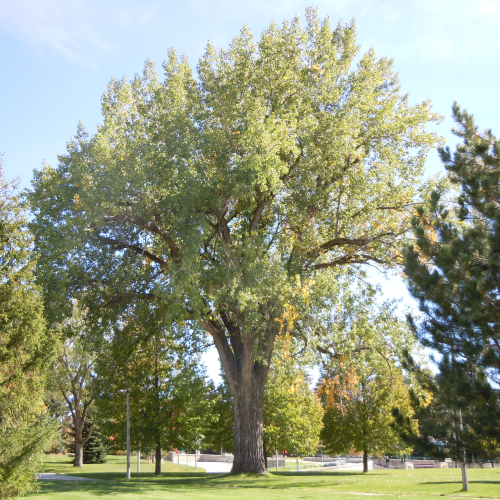 State Tree of Wyoming