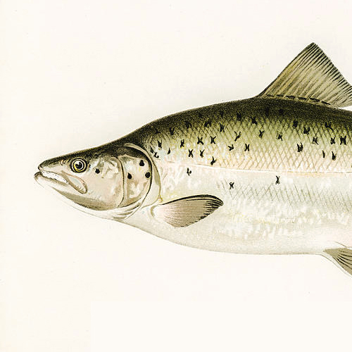 State Fish of Maine