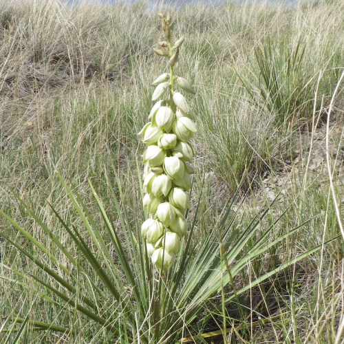 State Flower of New Mexico