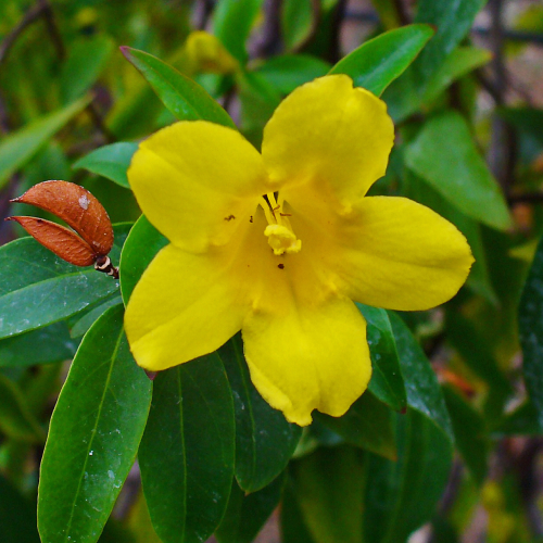 State Flower of South Carolina